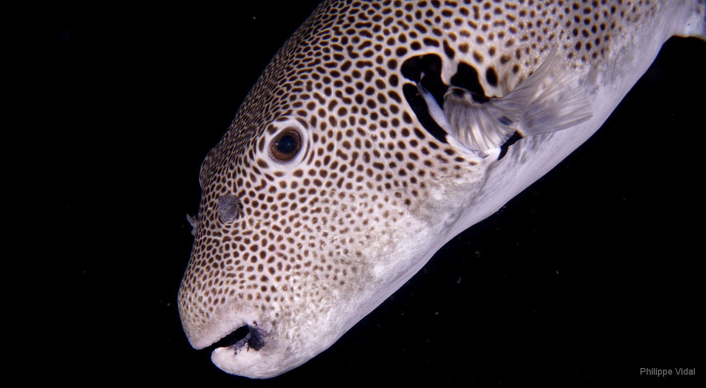 Birmanie - Mergui - 2018 - DSC03232 - Star puffer - poisson-ballon etoile - Arothron stellatus.jpg